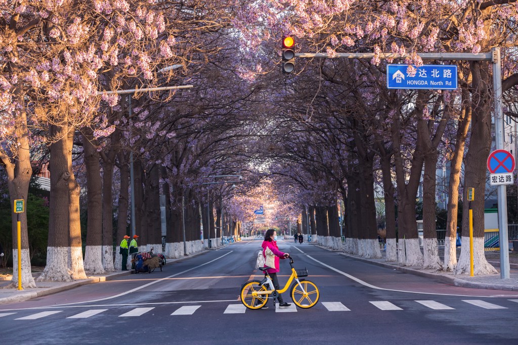 Paulownia flowers bloom on both sides of the highway in Beijing, China in spring, and women wearing masks cross the sidewalk