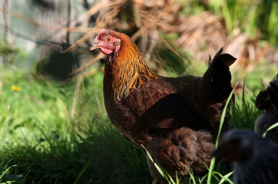 A chicken shown in a grassy backyard.