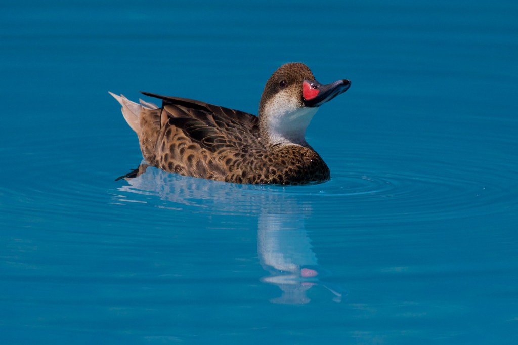 Duck dabbling