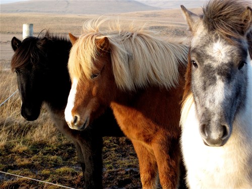 three horses