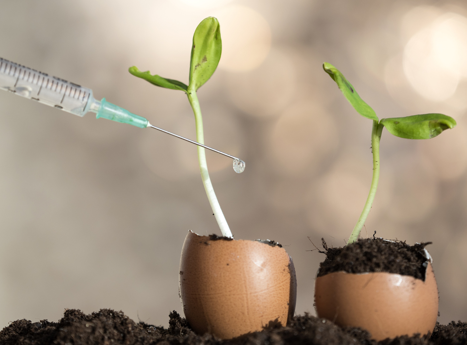 Hand of a scientist with a syringe injecting liquid to a plant, in an experiment.