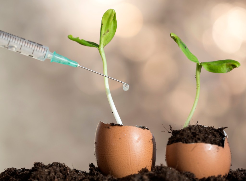 Hand of a scientist with a syringe injecting liquid to a plant, in an experiment.