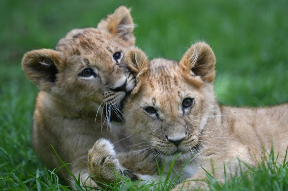 Two three-months-old lion cubs play at their enclosure at the Wakata Biopark Nature Reserve in Tocancipa Municipality near Bogota, on December 29, 2022.