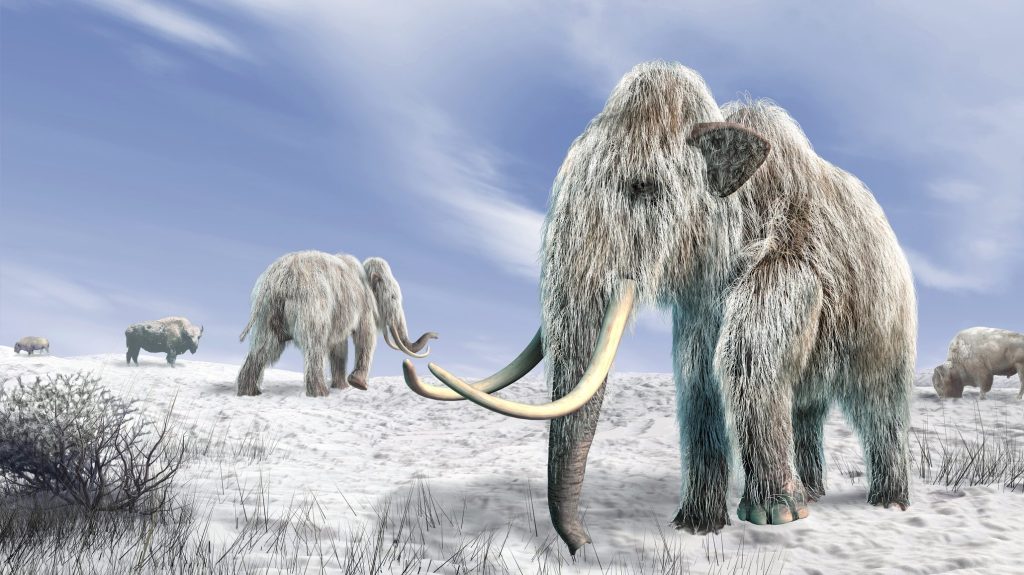 illustration of woolly mammoths