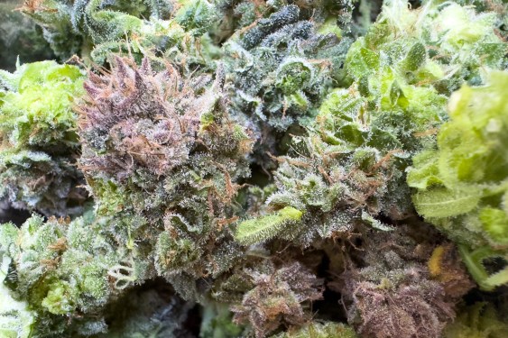 Dank marijuana flowers