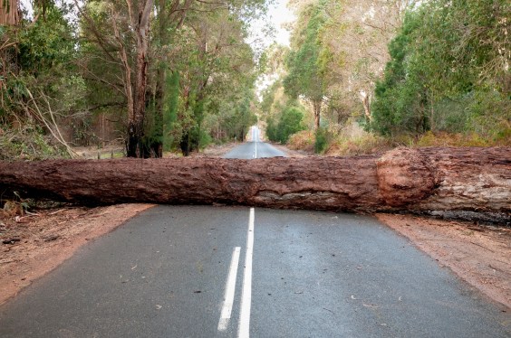 Tree blocking road.