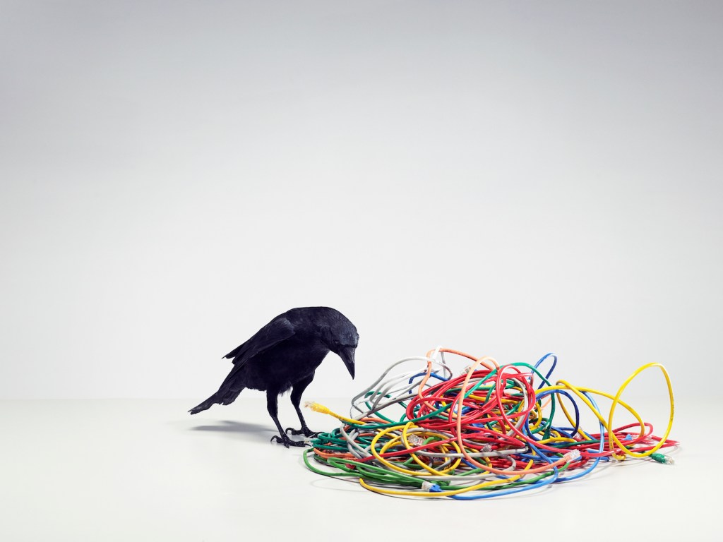A crow (corvus corone) stands over a pile of tangled wires.