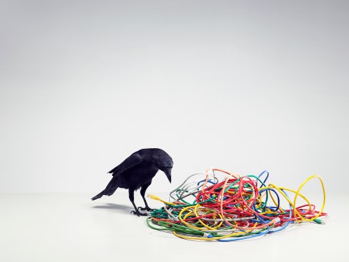 A crow (corvus corone) stands over a pile of tangled wires.