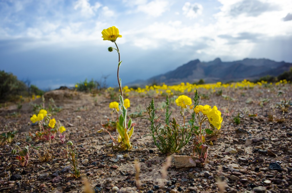 Flower blooms in Death Valley