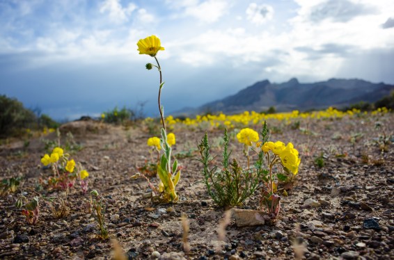Flower blooms in Death Valley