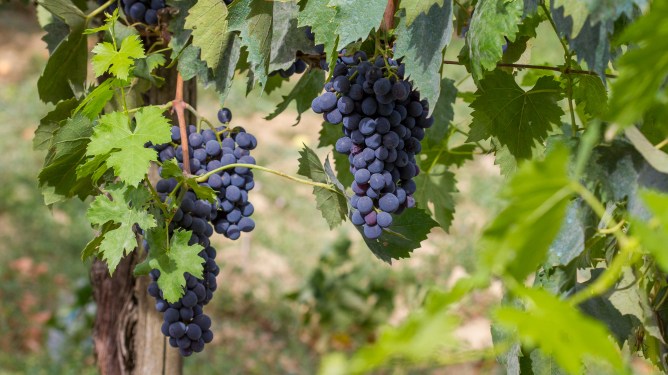 bunches a grapes on the vine
