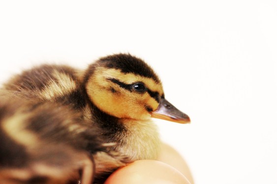 Duckling on white background