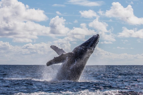 An image of an adult whale breaching out of the water. Half of it's body is out of the water. Both pectoral fins are raised. The head is at the highest point, as it is jumping out of the water. breath vapour is visible.