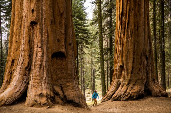 Man striding below two huge redwood trees to symbolize taking on a search giant.