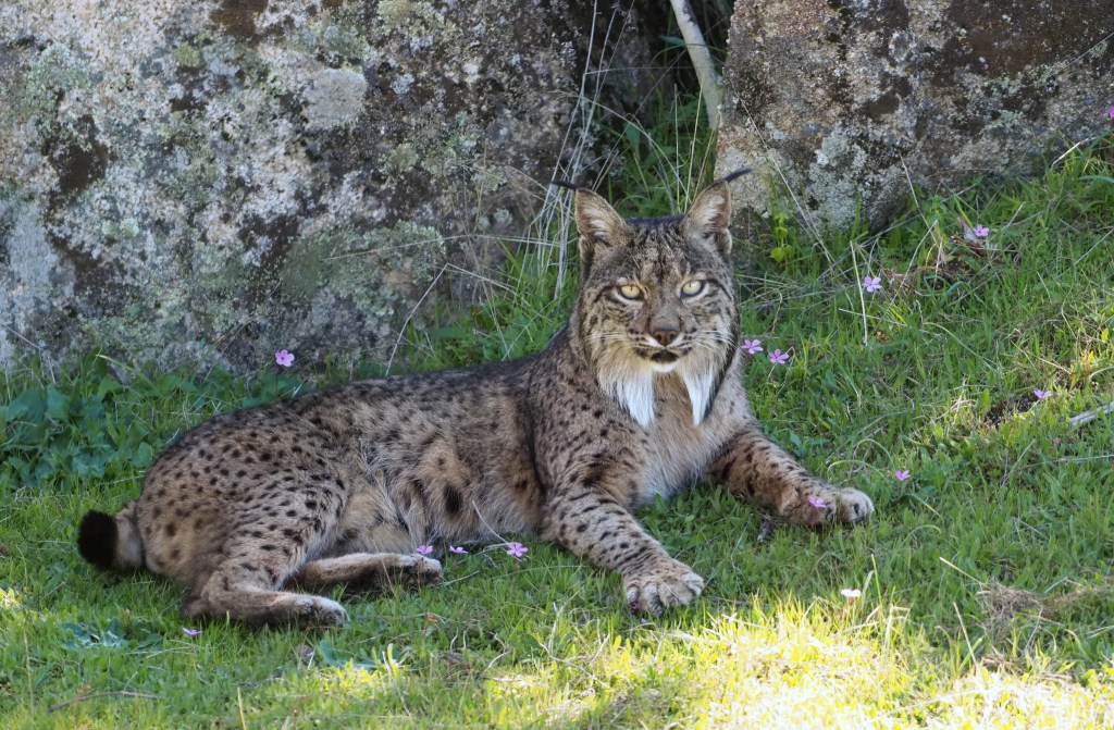 Lynx lying under a tree