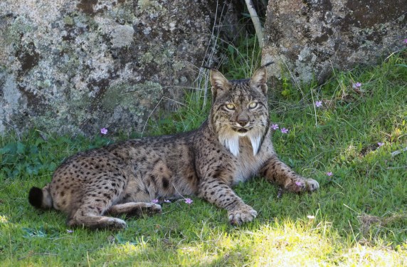 Lynx lying under a tree