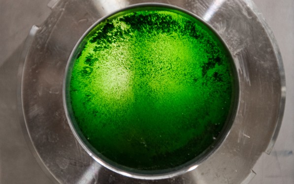 brevel microalgae protein