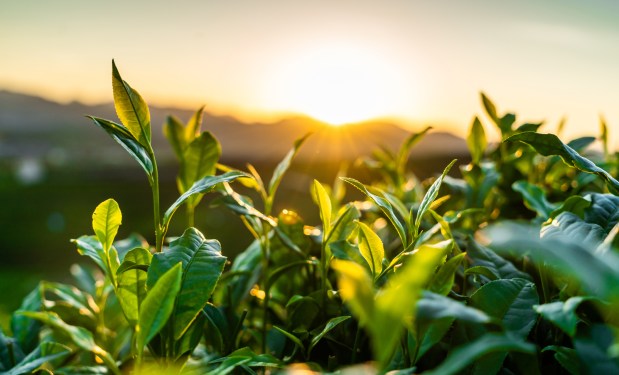 Hangzhou longjing tea garden in the morning, used in post about Brinc's climate tech program