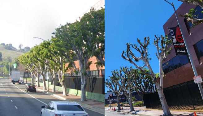 shade trees before and after trimming