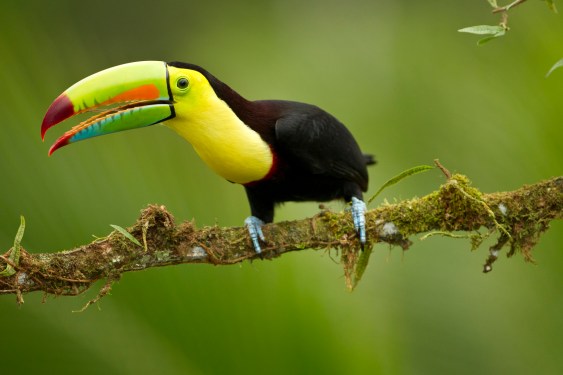 Keel-billed toucan, Ramphastos sulfuratus, Laguana del Lagarto, Costa Rica. Adult in full breeding plumage on a tree limb at the edge of the lowland jungle or rain forest.