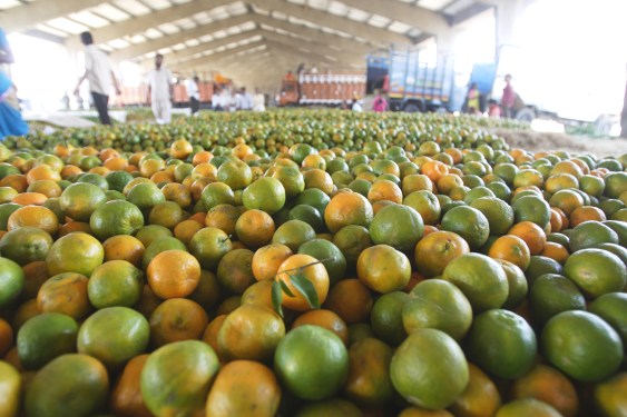 Fruits, oranges, Nagpur, Maharashtra, India
