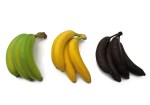 Three bunches of bananas, green, yellow and black, illustrating the progression of ripening, on a white background.