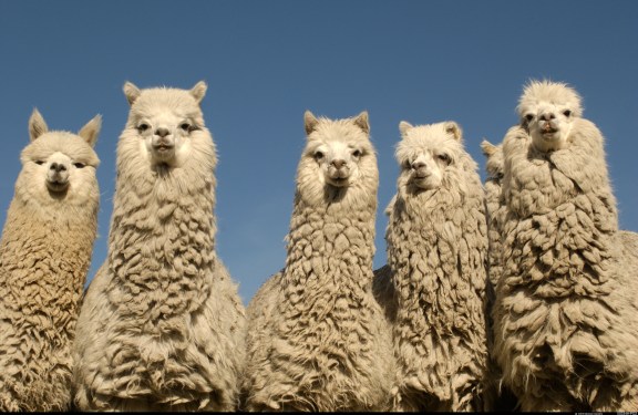 Five Alpacas