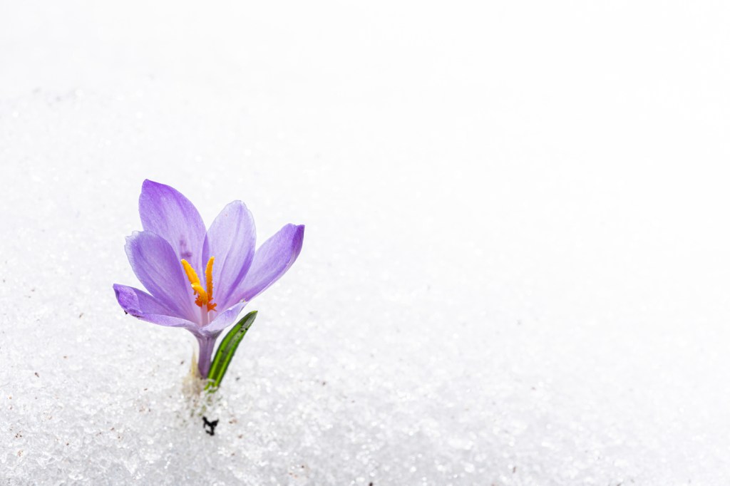 Close-up of single violet Crocus in snow, Juf, Avers, Viamala Region, canton of Graubunden, Switzerland