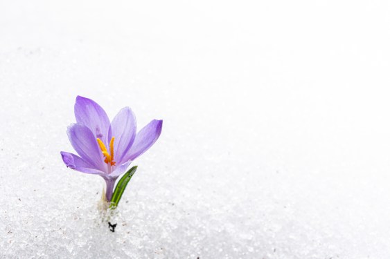 Close-up of single violet Crocus in snow, Juf, Avers, Viamala Region, canton of Graubunden, Switzerland