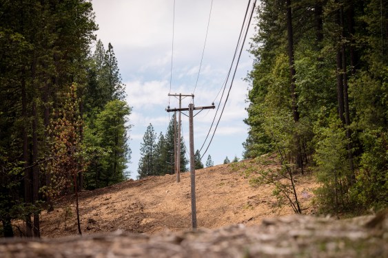 Electricity cables running through a forest.
