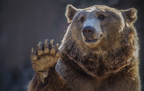 picture of a brown bear waving