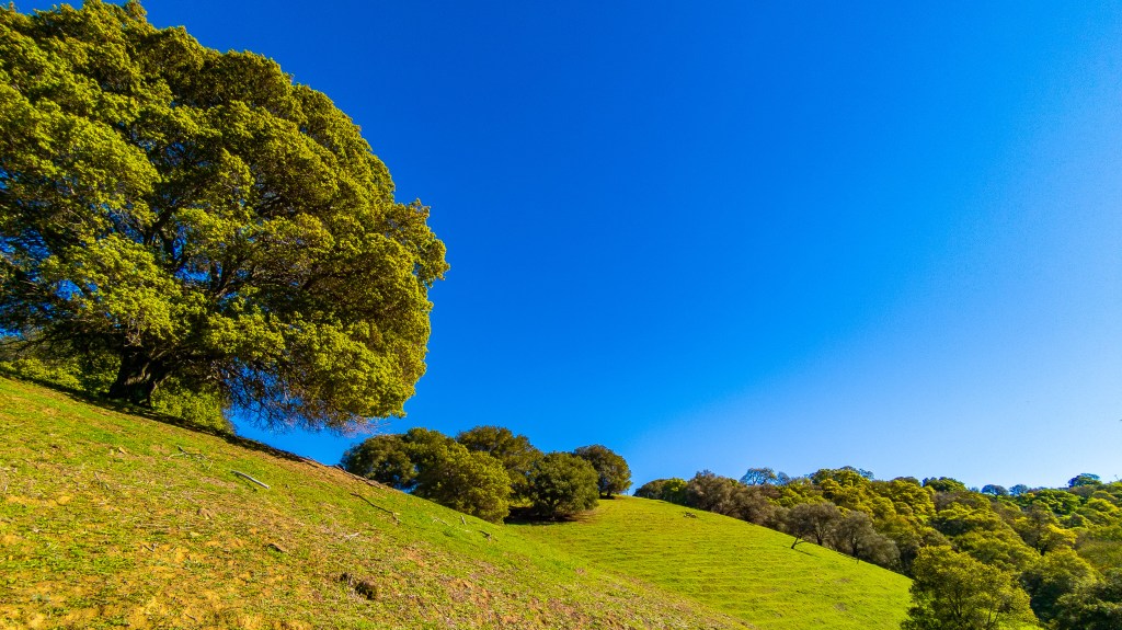 A lush green hill with healthy trees illustrating climate change, enviromental concerns, and ecology