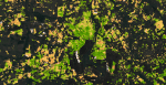 A map of part of Elgeyo Marakwet County in Kenya, showcasing the vegetation health of maize farms. The color coding ranges from brown to green, with green indicating the healthiest vegetation, brown the least healthy, and yellow as intermediate. Amini raises $4 million seed funding.