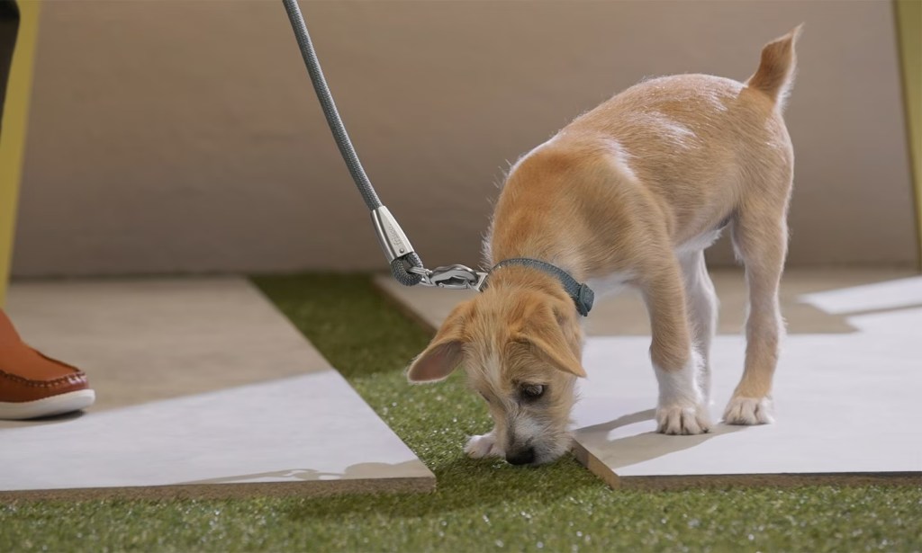 Puppy on a leash