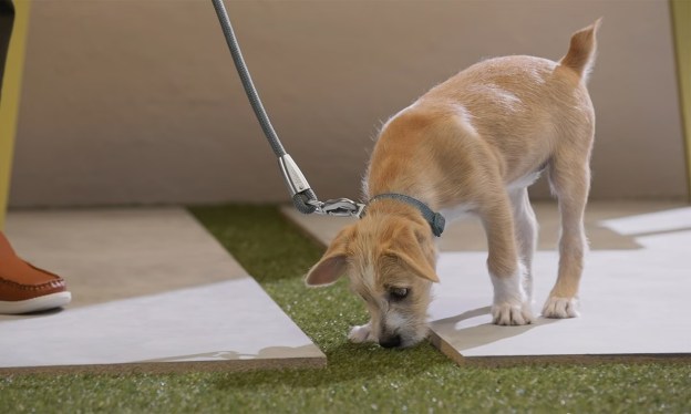 Puppy on a leash
