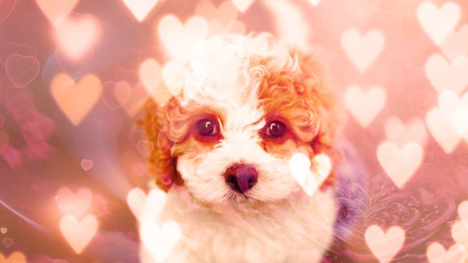 puppy surrounded by glowing hearts