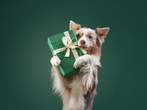 dog holding gift-wrapped box