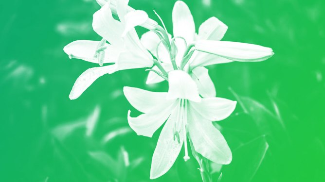 lilies