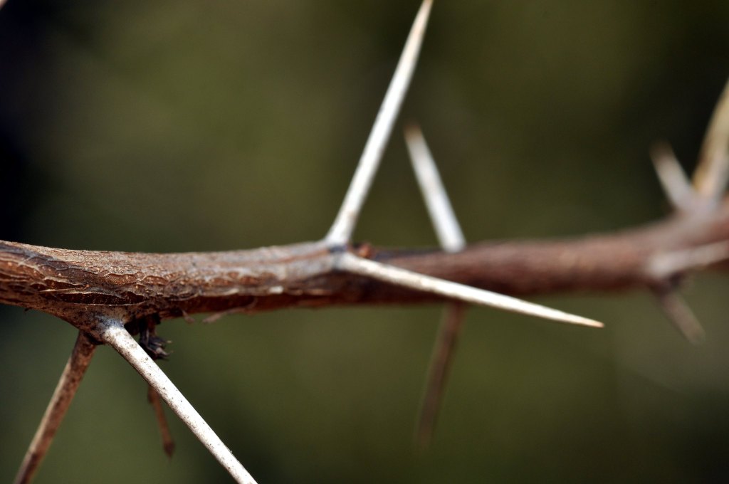Thorny branch