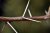 Thorny branch
