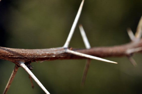 Thorny branch