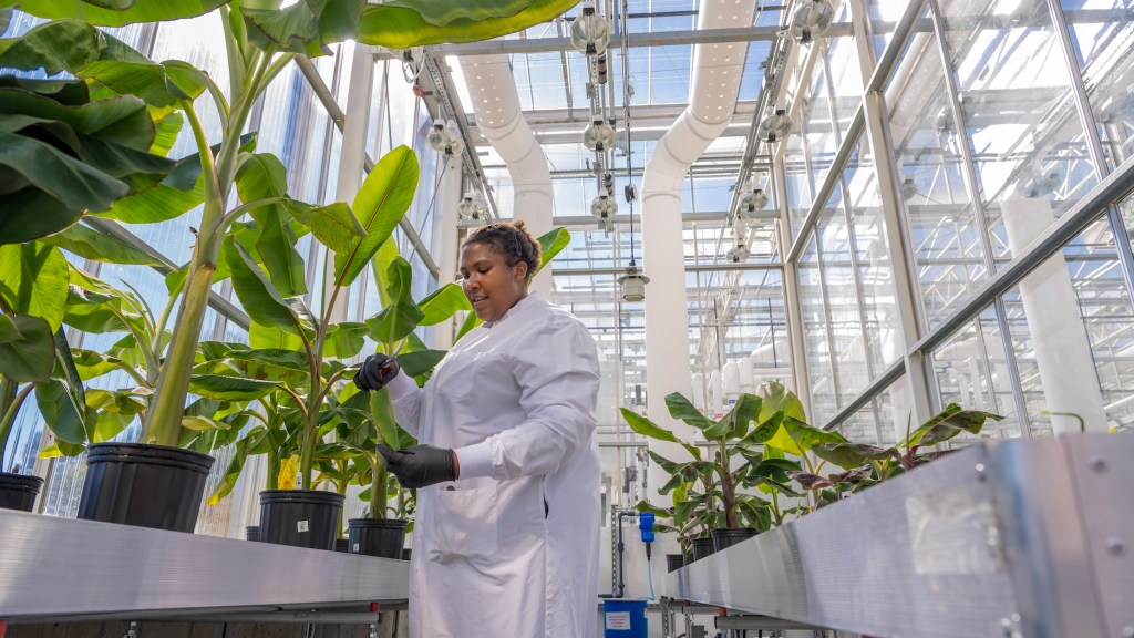 Elo Life Systems, banana, plant