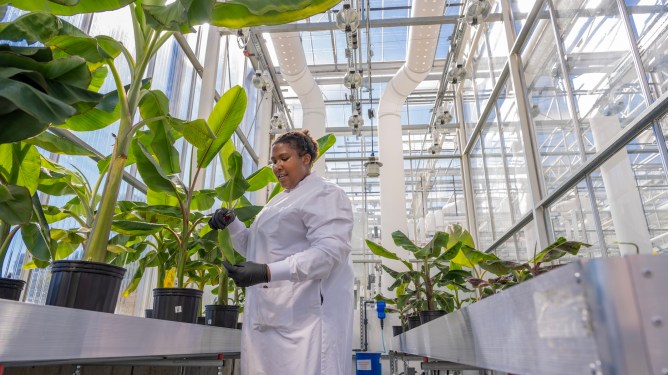 Elo Life Systems, banana, plant