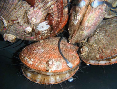 The molluSCAN-eye system