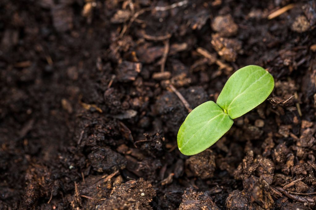 A seed sprouts from the soil.