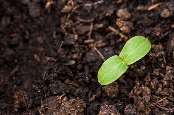 A seed sprouts from the soil.