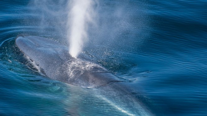 Blue Whale (Balaenoptera musculus) Rising to surface, Svalbard, Arctic Ocean, Norway