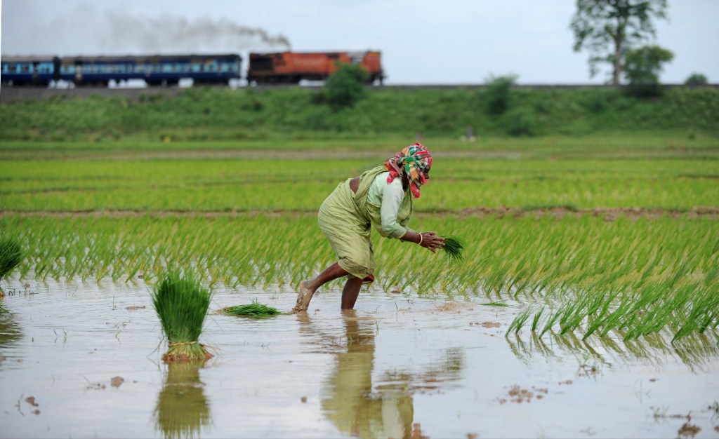 India farmer sowing rice seedlings in a farm