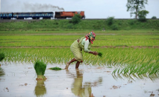 India farmer sowing rice seedlings in a farm