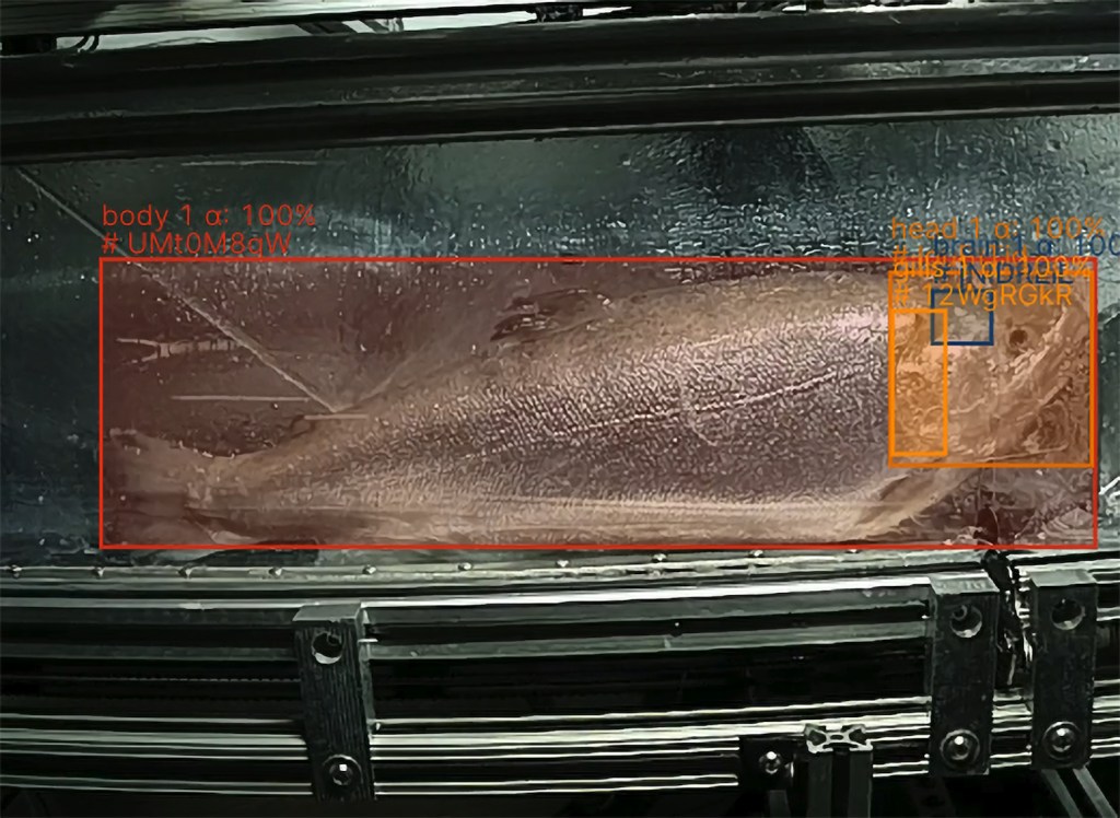 Shinkei's fish-harvesting tech